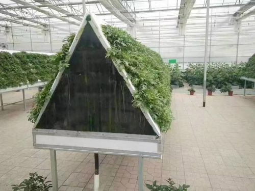 無土栽培